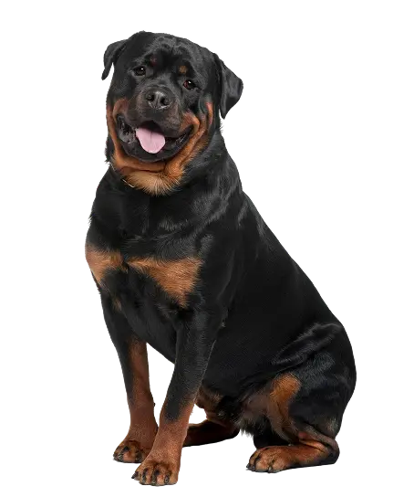 rottweiler dog